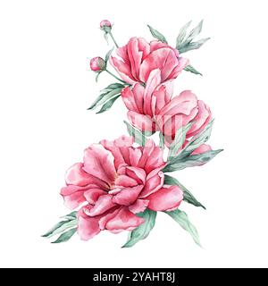 Bouquet di delicati fiori di peonia rosa in piena fioritura. Illustrazione disegnata a mano bellissimo fiore floreale. Pianta botanica estiva isolata Foto Stock