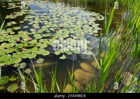 Piccole canne di laghetto da giardino Gigli d'acqua in crescita Gigli d'acqua cresce Gigli d'acqua le piante acquatiche crescono Foto Stock