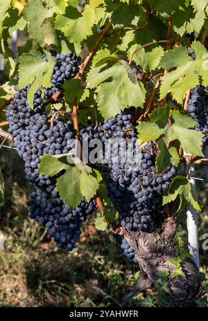 Bellissimo mazzo di uva nebbiolo nera con foglie verdi nei vigneti di Barolo, Piemonte, Italia Foto Stock