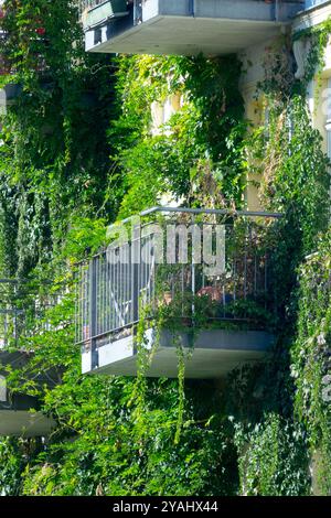 Piante Evergreen Growing Balcony Berlino Germania Europa Berlin Balcony Garden Foto Stock