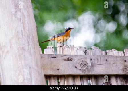 ROBIN-CHAT (Cossypha heuglini) a Enganzi Lodge - Uganda Foto Stock