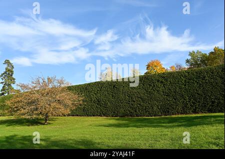 Questa foto cattura una giornata tranquilla e soleggiata in un campo verde aperto, dominato da un'alta e densa siepe che corre orizzontalmente sullo sfondo. In fron Foto Stock