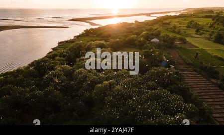 Vista aerea, stormo di egrette. un gruppo di grandi egrette bianche in cima ad un albero di mangrovie vicino alla spiaggia. famiglia di grandi uccelli bianchi. animali e wil Foto Stock