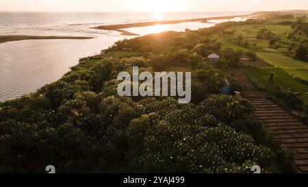 Vista aerea, stormo di egrette. un gruppo di grandi egrette bianche in cima ad un albero di mangrovie vicino alla spiaggia. famiglia di grandi uccelli bianchi. animali e wil Foto Stock