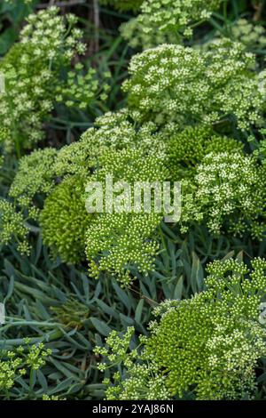 Primo piano di zaffiro di roccia, crithmum maritimum L, piante di copertura del terreno, cespuglio stagionale fiorito o pianta con fiori in un giardino all'inglese. Foto Stock