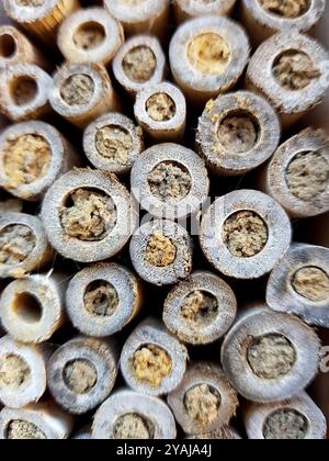 Primo piano di un Bee hotel con tutte le camere piene. Foto Stock