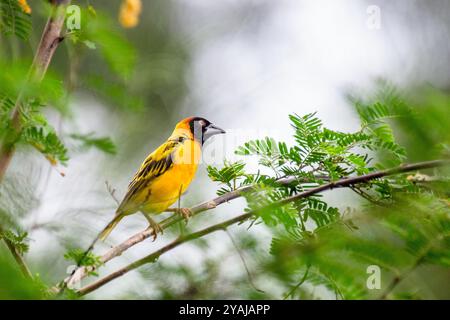 TESSITORE A TESTA NERA (Ploceus cucullatus) Villaggio TESSITORE a Kampala in Uganda Foto Stock