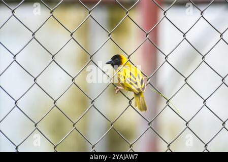 Tessitore con fondo giallo (Ploceus melanocephalus), Foto Stock