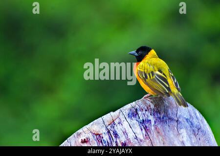 Tessitore con fondo giallo (Ploceus melanocephalus), Foto Stock