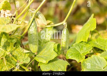 Un giovane cetriolo maturo è appeso su un ramo nel giardino Foto Stock