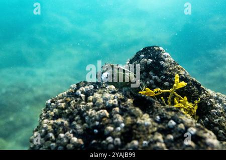 Fotografia subacquea nel Mare della Manica nel nord dell'Oceano Atlantico di un granchio verde (Carcinus maenas) che mangia su una roccia di granito Foto Stock