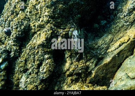 Fotografia subacquea nel Mare della Manica nel nord dell'Oceano Atlantico di un granchio verde (Carcinus maenas) su una barriera corallina di granito Foto Stock