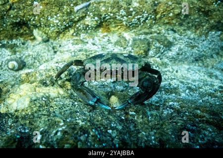 Fotografia subacquea nel Mare della Manica nel nord dell'Oceano Atlantico di un granchio verde (Carcinus maenas) su una barriera corallina di granito Foto Stock