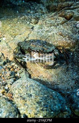 Fotografia subacquea nel Mare della Manica nel nord dell'Oceano Atlantico di un granchio verde (Carcinus maenas) che mangia su una roccia di granito Foto Stock