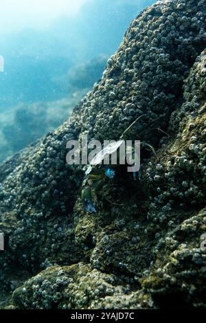 Fotografia subacquea nel Mare della Manica nel nord dell'Oceano Atlantico di un granchio verde (Carcinus maenas) che mangia su una roccia di granito Foto Stock