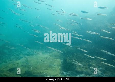 Fotografia subacquea nel Mare della Manica nel nord dell'Oceano Atlantico di un branco di pilchard europeo (Sardina pilchardus), una specie o Foto Stock