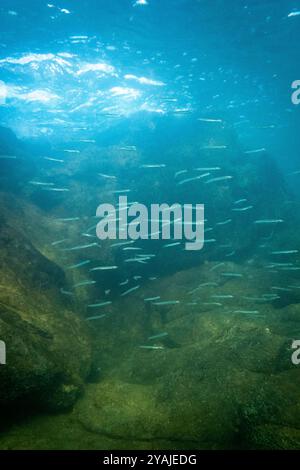 Fotografia subacquea nel Mare della Manica nel nord dell'Oceano Atlantico di un branco di pilchard europeo (Sardina pilchardus), una specie o Foto Stock