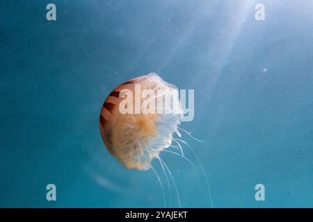 Fotografia subacquea nel Mare della Manica nell'Oceano Atlantico settentrionale di una medusa di razze (Chrysaora hysoscella) conosciuta anche come una medusa di bussola Foto Stock