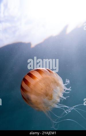 Fotografia subacquea nel Mare della Manica nell'Oceano Atlantico settentrionale di una medusa di razze (Chrysaora hysoscella) conosciuta anche come una medusa di bussola Foto Stock