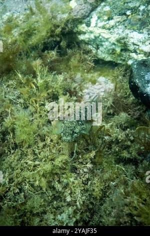 Fotografia subacquea nel Canale della Manica nell'Oceano Atlantico settentrionale di un goby roccioso (Gobius paganellus) a Cancale nel dipartimento di Ille-et-Vilaine Foto Stock