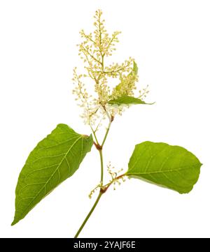 Ramo asiatico di knotweed con fiori isolati su sfondo bianco Foto Stock