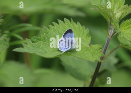 Holly Blue Butterfly femmina - Celastrina argiolus Foto Stock
