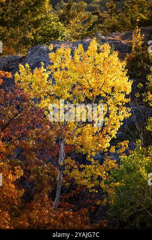 Aspen albero in autunno con il sole che splende attraverso le foglie gialle Foto Stock