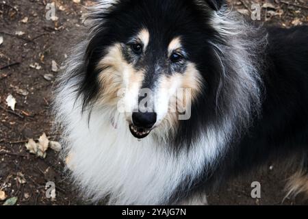 Faccia di una razza di collie ruvida carina (cane lassie) Foto Stock