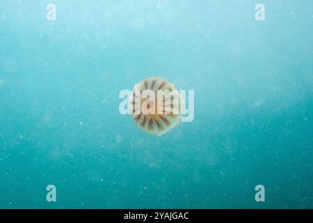 Fotografia subacquea nel Mare della Manica nell'Oceano Atlantico settentrionale di una medusa di razze (Chrysaora hysoscella) conosciuta anche come una medusa di bussola Foto Stock