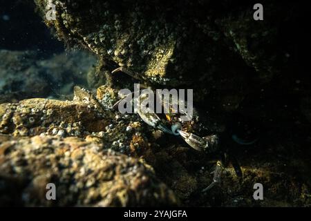 Fotografia subacquea nel Mare della Manica nel nord dell'Oceano Atlantico di un granchio verde (Carcinus maenas) che mangia su una roccia di granito Foto Stock