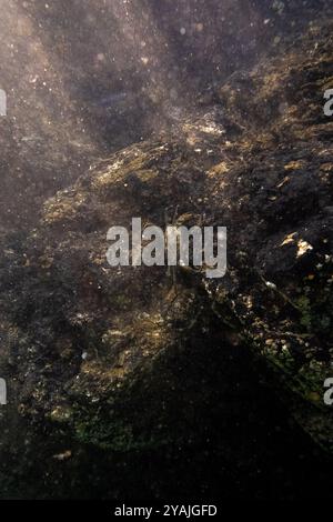 Fotografia subacquea nel Mare della Manica nel nord dell'Oceano Atlantico di un granchio verde (Carcinus maenas) su una barriera corallina di granito Foto Stock