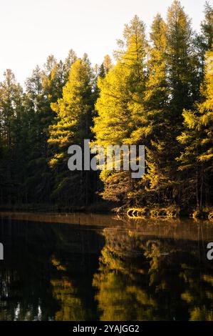 Luce mattutina sugli alberi che circondano la sorgente di Kitch-iti-kipi nella penisola superiore del Michigan, verticale Foto Stock