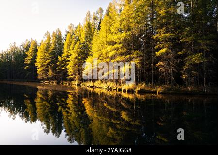 Luce mattutina sugli alberi che circondano la sorgente Kitch-iti-kipi nella penisola superiore del Michigan, orizzontale Foto Stock