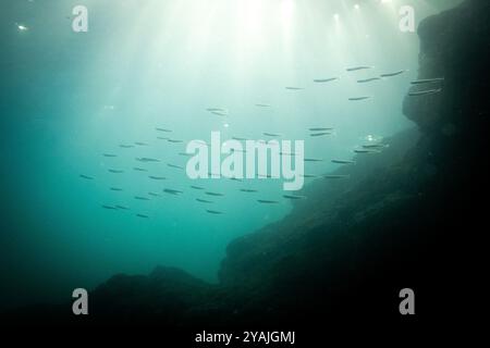 Fotografia subacquea nel Mare della Manica nel nord dell'Oceano Atlantico di un branco di pilchard europeo (Sardina pilchardus), una specie o Foto Stock