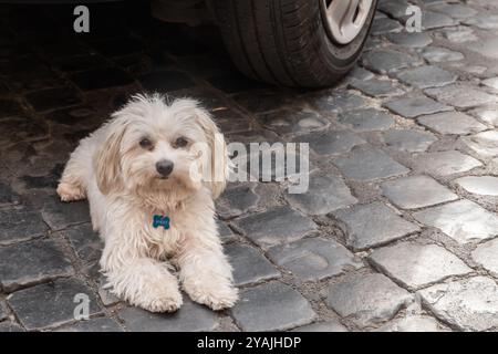 Un simpatico cane bianco maltipoo seduto sulla superficie di una strada acciottolata Foto Stock