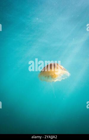 Fotografia subacquea nel Mare della Manica nell'Oceano Atlantico settentrionale di una medusa di razze (Chrysaora hysoscella) conosciuta anche come una medusa di bussola Foto Stock