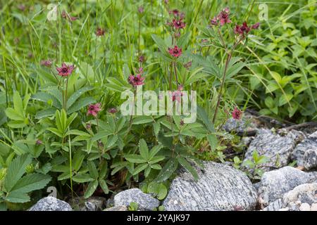 Sumpf-Blutauge, Sumpfblutauge, Blutauge, Sumpf-Fingerkraut, Potentilla palustris, Comarum palustre, Marsh Cinquefoil, Purple Marshlocks, Swamp Cinquef Foto Stock