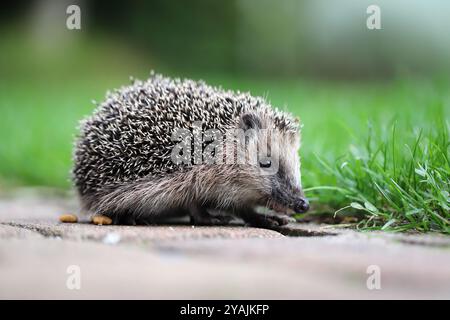 Giovane riccio, nome latino, Erinaceus, che cammina nel giardino su pietre di pavimentazione sullo sfondo del prato. Foto Stock