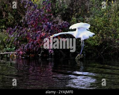 Una grande Egret bianca con ali allungate e collo allungato direttamente sulla riva Foto Stock