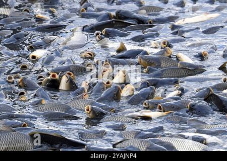 Brezina, Repubblica Ceca. 14 ottobre 2024. Pescatori che prelevano pesci da uno stagno durante la tradizionale carpa nel laghetto Zabakor a Brezina, Repubblica Ceca. Il trasporto delle carpe avviene una volta all'anno in autunno. Nella Repubblica ceca, è un metodo tradizionale di pesca. Le carpe vengono mantenute in vita fino a quando non possono essere vendute 3-4 giorni prima di Natale il 24 dicembre. La carpa è un pasto tradizionale e popolare di Natale. Lo stagno di Zabakor, con un'area di 45 ettari, è il più grande stagno nell'area protetta del Paradiso boemo. Crediti: ZUMA Press, Inc./Alamy Live News Foto Stock