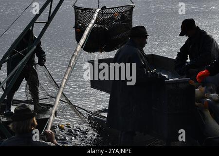 Brezina, Repubblica Ceca. 14 ottobre 2024. Pescatori che prelevano pesci da uno stagno durante la tradizionale carpa nel laghetto Zabakor a Brezina, Repubblica Ceca. Il trasporto delle carpe avviene una volta all'anno in autunno. Nella Repubblica ceca, è un metodo tradizionale di pesca. Le carpe vengono mantenute in vita fino a quando non possono essere vendute 3-4 giorni prima di Natale il 24 dicembre. La carpa è un pasto tradizionale e popolare di Natale. Lo stagno di Zabakor, con un'area di 45 ettari, è il più grande stagno nell'area protetta del Paradiso boemo. Crediti: ZUMA Press, Inc./Alamy Live News Foto Stock