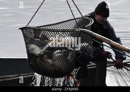 Brezina, Repubblica Ceca. 14 ottobre 2024. Pescatori che prelevano pesci da uno stagno durante la tradizionale carpa nel laghetto Zabakor a Brezina, Repubblica Ceca. Il trasporto delle carpe avviene una volta all'anno in autunno. Nella Repubblica ceca, è un metodo tradizionale di pesca. Le carpe vengono mantenute in vita fino a quando non possono essere vendute 3-4 giorni prima di Natale il 24 dicembre. La carpa è un pasto tradizionale e popolare di Natale. Lo stagno di Zabakor, con un'area di 45 ettari, è il più grande stagno nell'area protetta del Paradiso boemo. Crediti: ZUMA Press, Inc./Alamy Live News Foto Stock