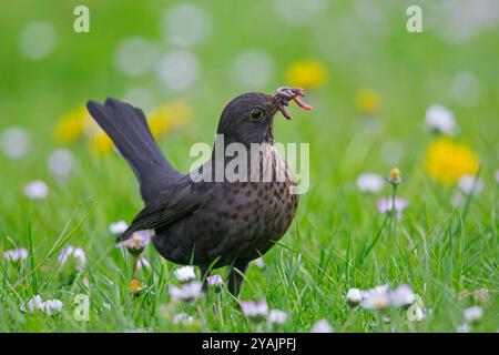 Blackbird comune/Blackbird eurasiatico (Turdus merula), foraggiamento femminile in praterie/prato con vermi catturati/lombrichi in becco Foto Stock