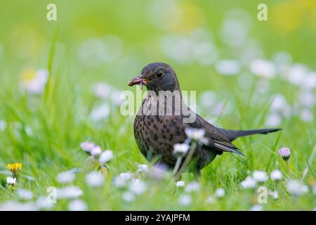 Blackbird comune/Blackbird eurasiatico (Turdus merula), foraggiamento femminile in praterie/prato con vermi catturati/lombrichi in becco Foto Stock