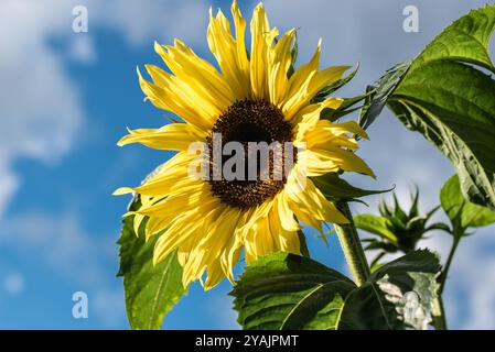 Girasole giallo (ancora non maturo) sullo sfondo blu del cielo Foto Stock