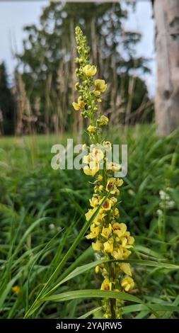 Fiore giallo di triglia (Verbascum officinale) Foto Stock