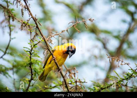 TESSITORE A TESTA NERA (villaggio di Ploceus cucullatus) tessitore a Litembe - Kampala Uganda Foto Stock