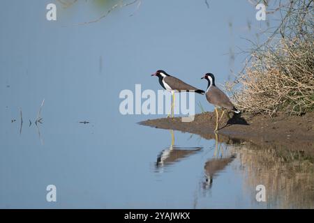 Coppia di laccature rosse o Vanellus indicus al Desert National Park, in India Foto Stock