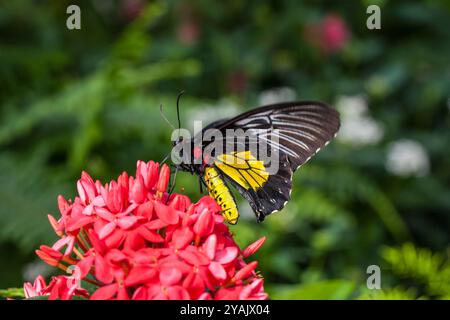 Golden Birdwing (Caligo sp.) Su un albero, Giardini Botanici di Montreal, Quebec, Canada Foto Stock