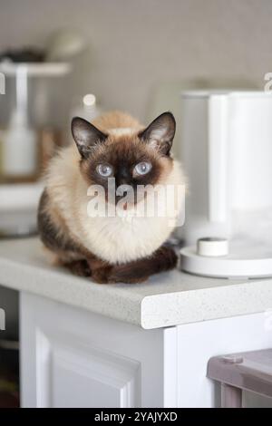 Gatto siamese che si rilassa sul banco della cucina con elettrodomestici moderni in una luce soffusa. Foto Stock